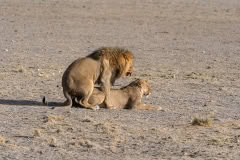 etosha-257