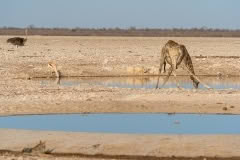 etosha-284
