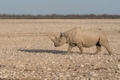etosha-299