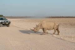 etosha-322