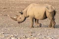 etosha-328