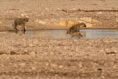 etosha-339