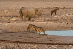 etosha-361