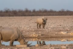etosha-372