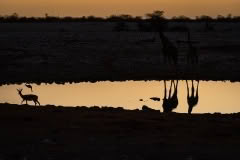 etosha-386