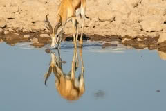 etosha-4010
