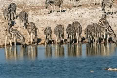 etosha-4048