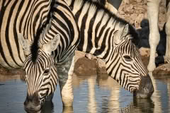etosha-4065