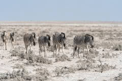 etosha-4098