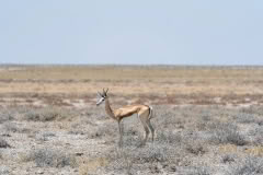 etosha-4129