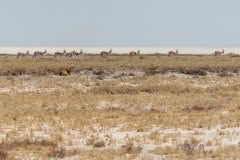 etosha-4145