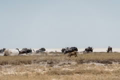 etosha-4168