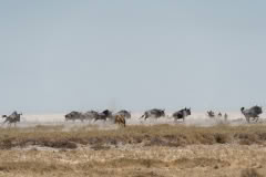 etosha-4186