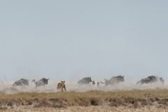 etosha-4198