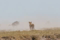 etosha-4223