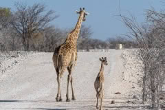 mother and baby giraffe