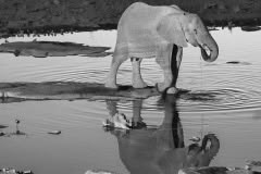 black and white elephant