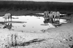 black and white elephant