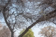 namibia-4169