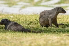 mongoose