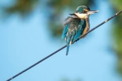 Kingfisher Akaroa