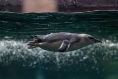 Antarctic-centre-09243