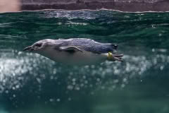 Antarctic-centre-09246