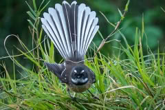 Birds_Christchurch-263