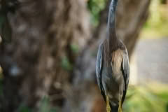 Heron, Coromandel
