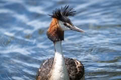 Grebes-00037