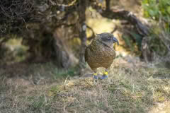 Kea Arthurs Pass