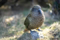 Kea Arthurs Pass