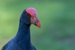 Pukeko