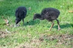Pukeko chick