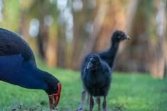 Pukeko chick