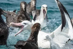 Albatross Kaikoura