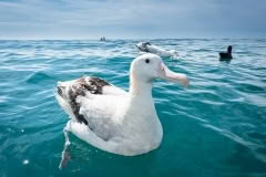 Albatross Kaikoura