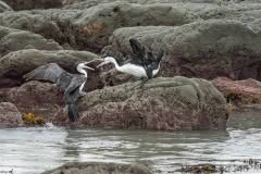Kaikoura Shags