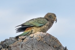 Kea, Muller hut