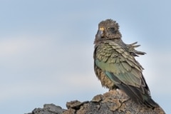 Kea, Mueller Hut