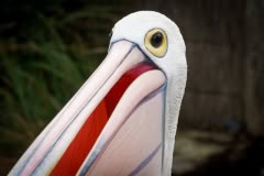 Pelican, Sydney Zoo