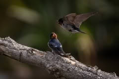 Travis-Wetlands-02392
