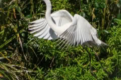White-Heron-2