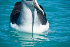 Albatross, Wellington