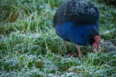 Frosted Pukeko, West Coast