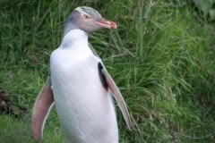 Yellow eyed Penquin, Akaroa