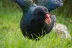 Takahe, Wellington