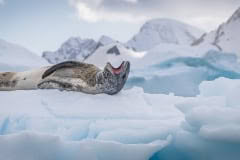 Cuverville-Island-04176