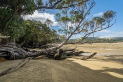 Catlins-29