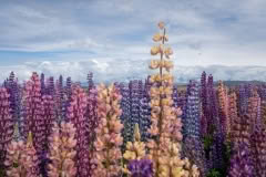 Lupins in Mackenzie
